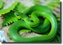 green snake