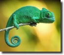green leguan