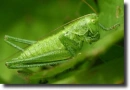 green grasshopper