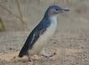 blue penguin