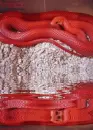 red snake