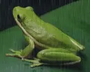 green frog