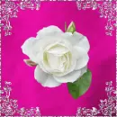 White Rose