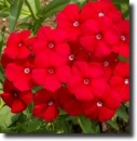 phlox red