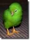 green chick