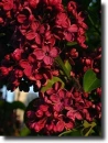 piros orgona