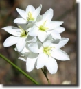 white ixia