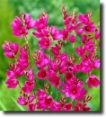 pink ixia