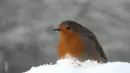 bird