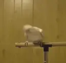 white cockatoo