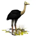ostrich