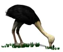 ostrich