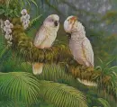 cockatoos in the rain