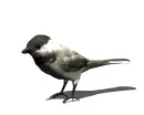 black-white bird