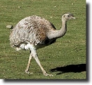 grey nandu