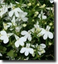 white lobelia