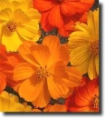 yellow cosmos