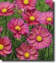 pink cosmos