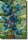 blue puya