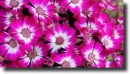 pink cineraria