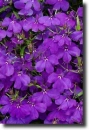 purple lobelia