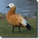 vörös ásólúd