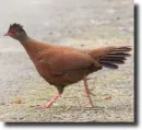 vörös fogolyfürj