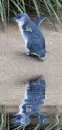 blue penguin