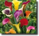 multicolored calla