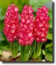 red hyacinth
