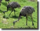 fekete emu
