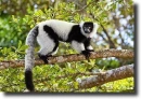 black-white vari