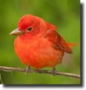 red tangara