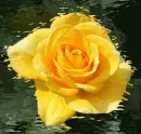 yellow rosa