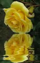 yellow rosa