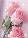 pink rosa