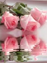 pink rosa
