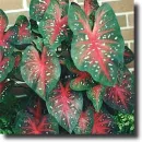 caladium