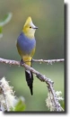 flycatcher