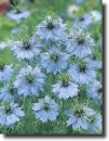 nigella