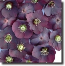 purple clematis