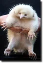 albino animal