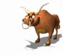 bull