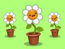 white flowers