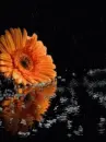 orange gerbera