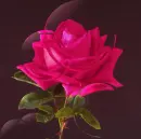 pink rosa