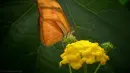 orange butterfly