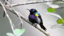 color bird