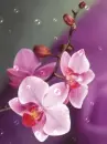 color orchid