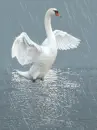 white swan in the rain
